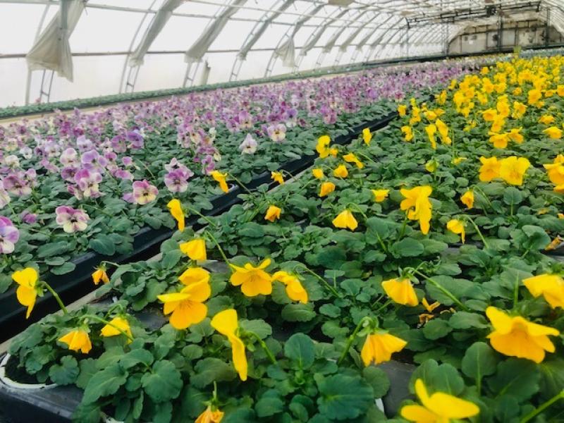 Rader av gula och lila blommor som växer i brickor i ett stort växthus med ett böjt, genomskinligt tak.