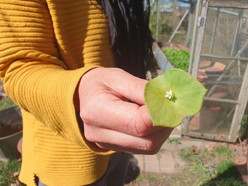 En person i en gul tröja håller ett grönt blad med små vita blommor i en utomhusträdgård nära ett växthus.