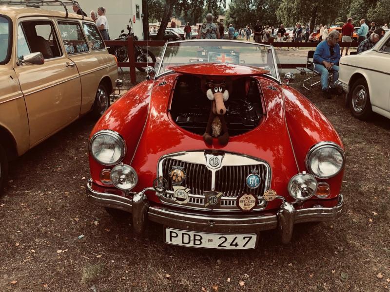 En röd MG-cabriolet i vintage-stil med öppet tak, där en uppstoppad leksakshund syns, står parkerad på en bilutställning bland andra klassiska fordon.