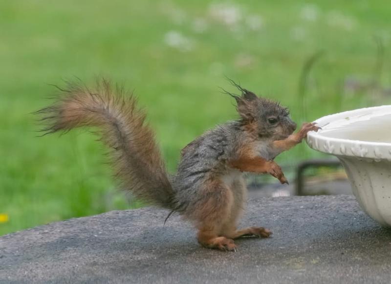 En blöt, rufsig ekorre står på en stenyta och sträcker sig upp mot kanten av en vit skål fylld med vatten, med en gräsbevuxen bakgrund.