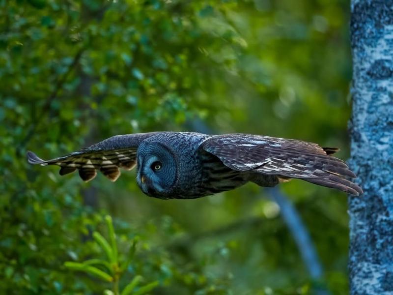 En gråuggla som flyger lågt genom en grön skog, med utsträckta vingar och blicken riktad framåt.