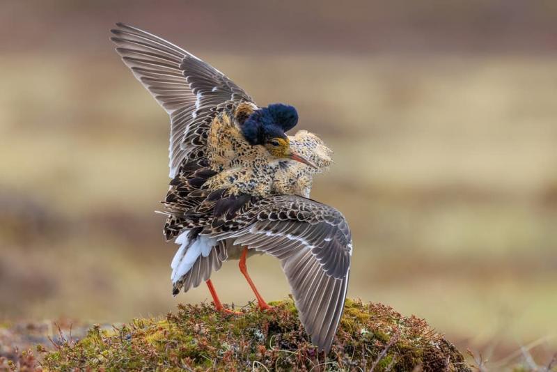Två ruffar med utbredda vingar står vända mot varandra på mossig mark och visar uppvaktning eller revirbeteende.