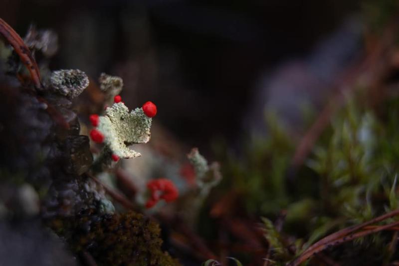 Närbild av grön mossa med små ljusröda svampar som växer på en mörk skogsbotten.