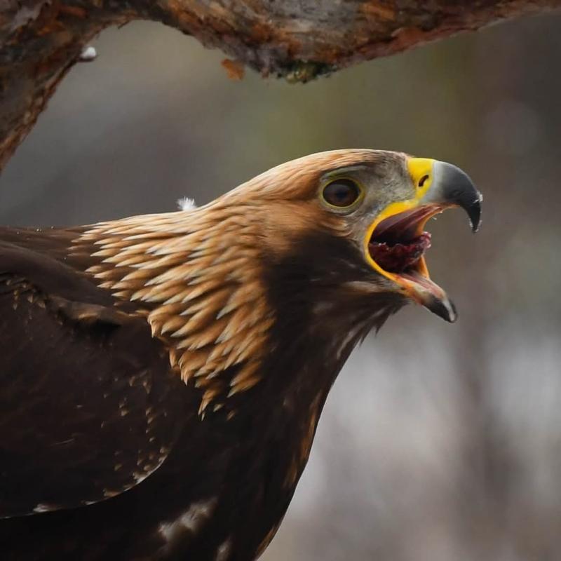 Närbild av en kungsörn med öppen näbb, som visar detaljerade bruna fjädrar och en gul krokig näbb, uppflugen på en trädgren.