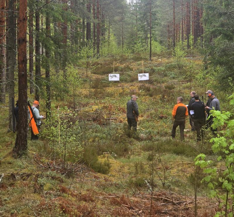 Sex personer står i en skog, några iförda orange västar, vända mot två affischer med djurmål som är placerade bland träden.