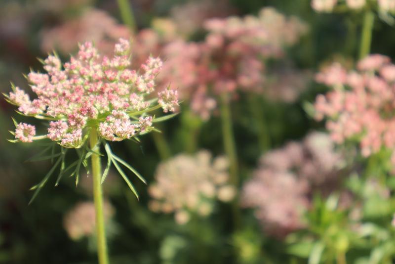 Närbild på en klunga rosa vildblommor med gröna stjälkar och blad, mot en suddig bakgrund av liknande blommor och grönska.