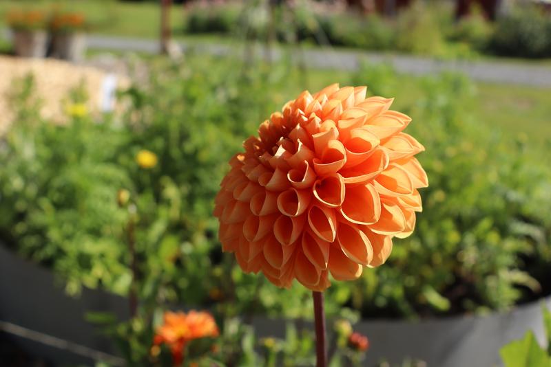 Närbild på en enskild orange dahliablomma i full blom, som står upprätt mot en suddig grön trädgårdsbakgrund.