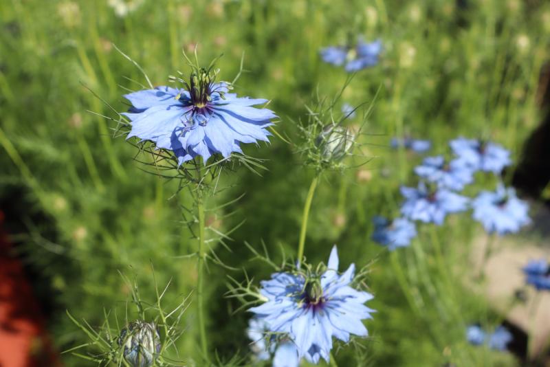 Närbild på blå nigellablommor med fjäderliknande grönt bladverk, mot en suddig bakgrund av stjälkar och fler blommor.