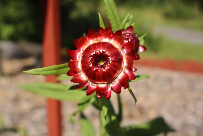 En närbild av en röd och vit stråblomma med gröna blad, fotograferad utomhus i solljus mot en suddig naturlig bakgrund.