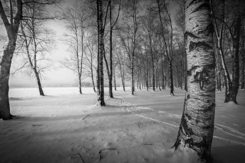 En snötäckt skog av björkar med synliga spår under en mulen himmel.