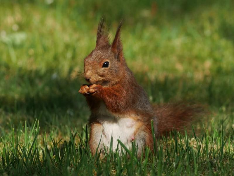 En ekorre sitter på gräs och håller och äter en nöt med framtassarna.