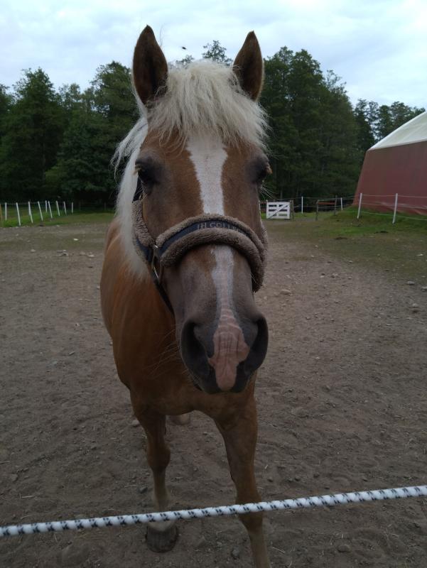 En brun häst med vit man och ansiktsstrimmor står bakom ett stålstängsel i ett hageområde med träd och en röd byggnad i bakgrunden.