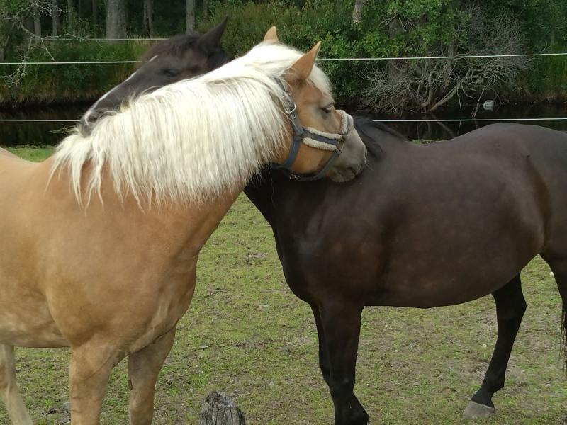 Två hästar, den ena solbränd med blond man och den andra mörkbrun, står i ett gräsbevuxet område bredvid varandra och tycks nussna kärleksfullt.