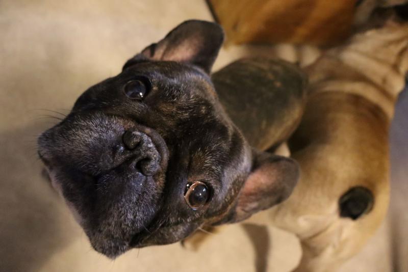 En svart fransk bulldogg tittar upp, med en annan solbränd hund delvis synlig i bakgrunden.