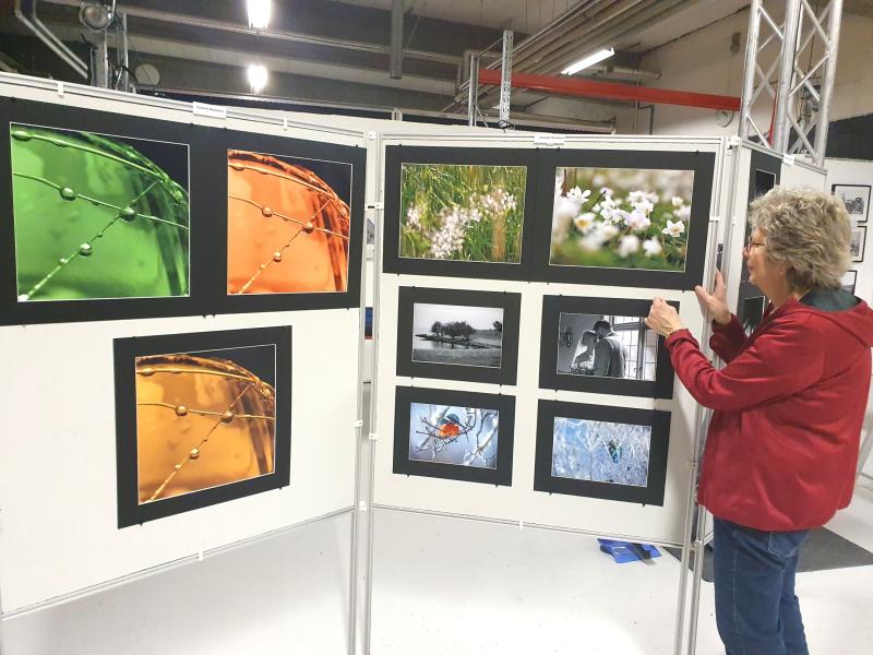 En person arrangerar en visning av naturbilder och svartvita foton på en skiljevägg i en gallerimiljö.