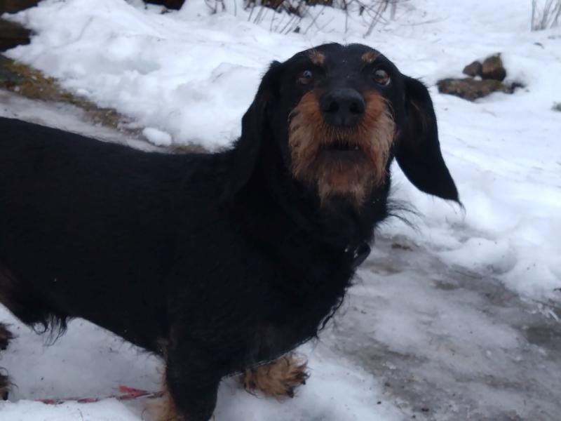 En svart och brun tax som står på snöig mark och tittar upp.