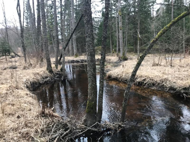 En liten bäck rinner genom en skog med kala träd och torrt gräs som kantar sina stränder en mulen dag.