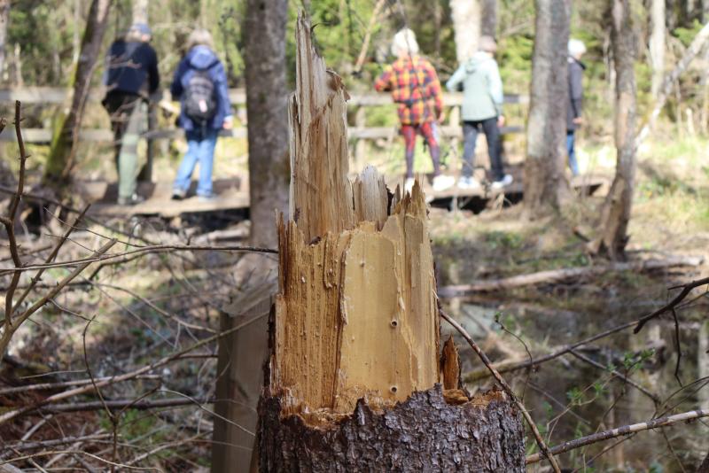En närbild av en avbruten trädstam i en skog, med fyra personer som går över en träbro i den suddiga bakgrunden.