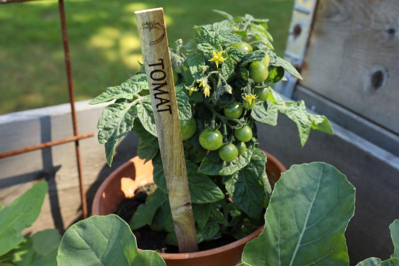 En tomatplanta i kruka med små gröna tomater och gula blommor, markerad av en träpåle med texten 