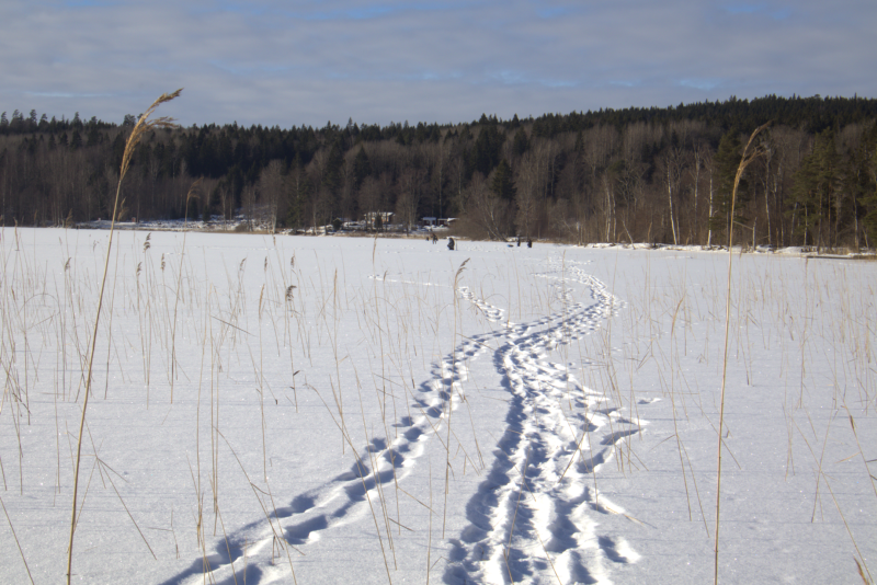 Snötäckt fält med flera uppsättningar fotspår som leder mot en avlägsen trädgräns; torkat gräs sticker ut genom snön under en molnig himmel.